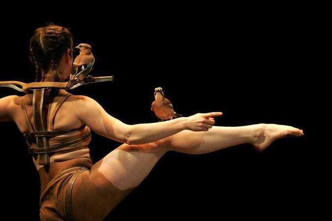 La confidence des oiseaux