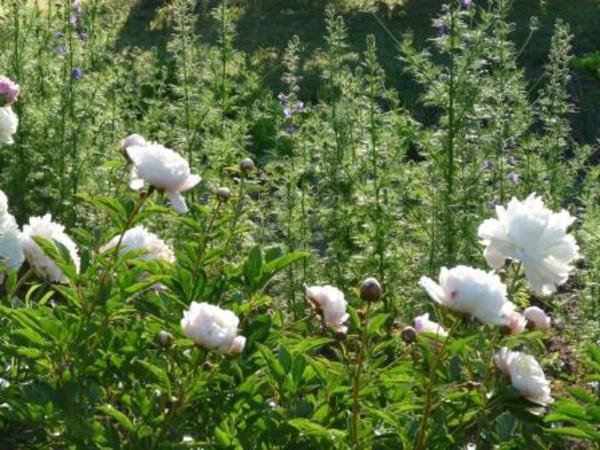 Les Jardins de la Régie