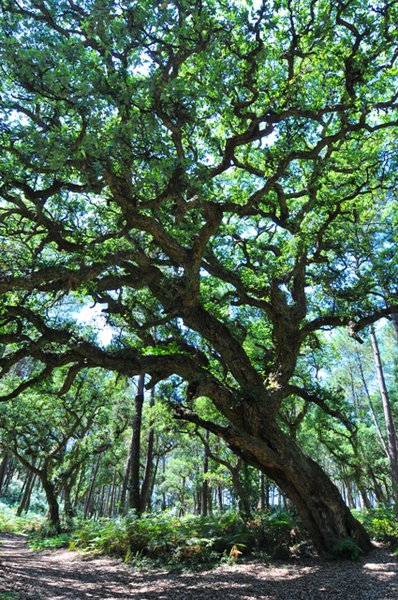 Arbre Remarquable - Le chêne liège