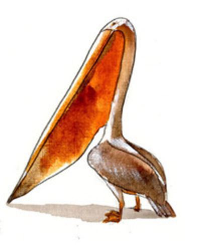 Le Pélican