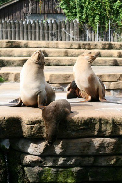 Le carnaval des animaux