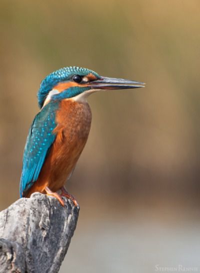 Stages Photo 17 Stages Photo Oiseaux Mortagne Sur