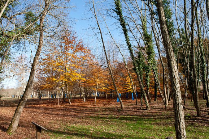 Arboretum