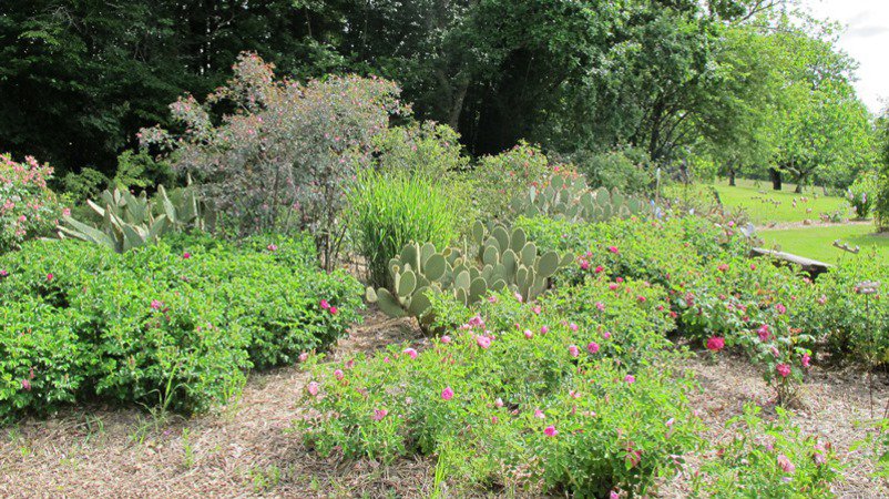 Jardin Pimpinellifolia
