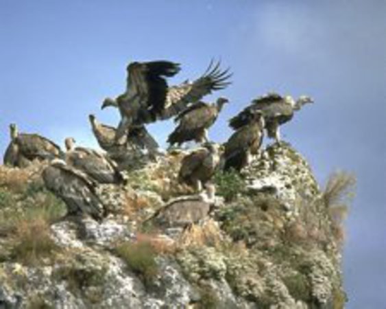 Ligue pour la protection des oiseaux