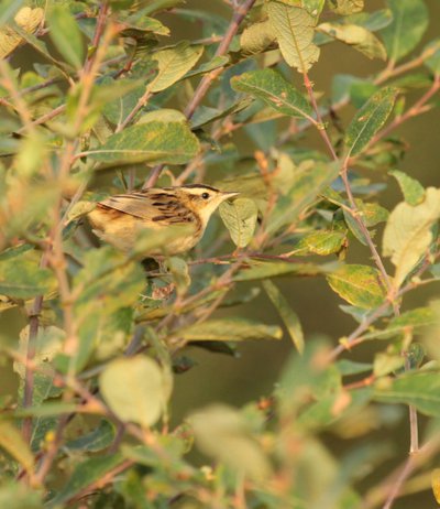 Réserve naturelle des dunes et marais d'Hourtin