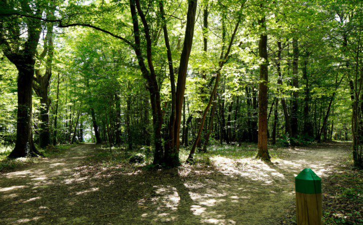 Bois de Margnat
