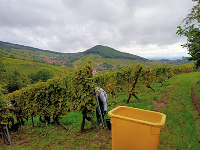 Photo de Domaine Borès