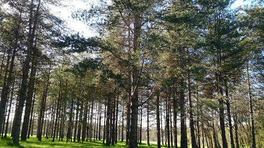 Photo de Centre socio-culturel du Bois de Castres
