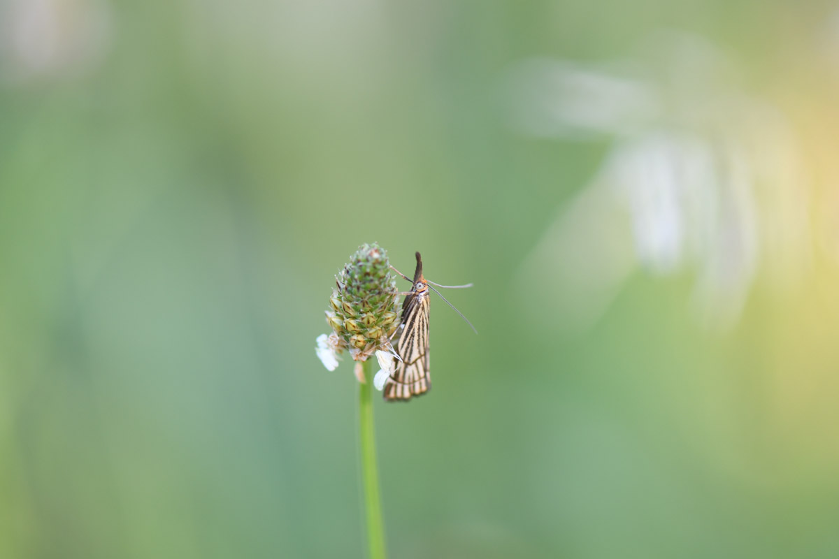 "J'AI DESCENDU DANS MON JARDIN" - Labruguière - (81290) - Du mer. 24