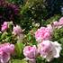 Concours photos "Rosa & Cornus" - Image 2