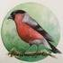 Cours d'aquarelle -                                                              - Image 3