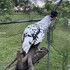 Ferme aux Mille Lumières Savourez nos glaces à L'Italienne - Image 4