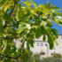 Verger conservatoire du figuier