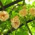 Concours photos "Rosa & Cornus" - Image 3
