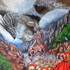 Claude Blaesius - Artiste peintre