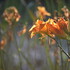 Belles Soirées d'été - Image 3