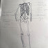 Dessin - les fondamentaux de l'anatomie