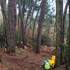 Retraite : le bain de forêt pour se ressourcer - Image 4