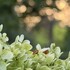 Belles Soirées d'été - Image 4