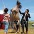 LES PONEYS DU PORFESSEUR DELEITO - Image 3