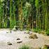 Jardin les Bambous de Planbuisson - Image 2