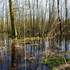 Forêt humide des Mousseuses