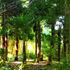 Jardin les Bambous de Planbuisson - Image 3