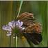 Stages Musique et Nature - Image 9