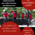 Asso Flamenco Llamas flamenca's - Cours de danses  flamenco- sevillanes -rumba gipsy  - Image 2