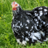 Ferme aux Mille Lumières Savourez nos glaces à L'Italienne - Image 10