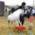LES PONEYS DU PORFESSEUR DELEITO - Image 5