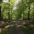 L’Espace Naturel Sensible : « Sentier de la Salamandre »