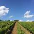 La Cabane dans les Vignes