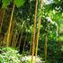 Jardin les Bambous de Planbuisson - Image 5