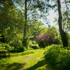 Bain de Forêt - Image 2