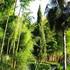 Jardin les Bambous de Planbuisson - Image 6