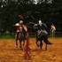 Arion Horse Show - Tournois de Chevalerie & Spectacles Équestre