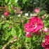 Les Roses anciennes