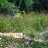 Jardin du naturaliste