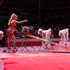 ANTHONY SHOW - Spectacle de Cirque en Salle avec Animaux - Image 7