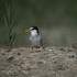 LES OISEAUX MIGRATEURS