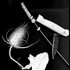 Ateliers "Cyanotype" et "Photogramme argentique - Image 2