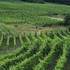 SOIRS À PRESSOIRS - scènes estivales au cœur des vignes  - Image 2