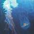C.Breil. - cours particuliers dessin / peinture ts niveaux - Image 10