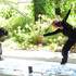 Compagnie DAYMA - Prestations Danse contemporaine / hip hop / afro - Image 4