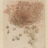 Léonard De Vinci et la Nature