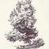 Stage de dessin du paysage : les arbres, rochers....