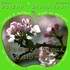 ente signature CD contes et musique : "pommes, dieux et hommes