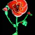 show-fluoattitude
